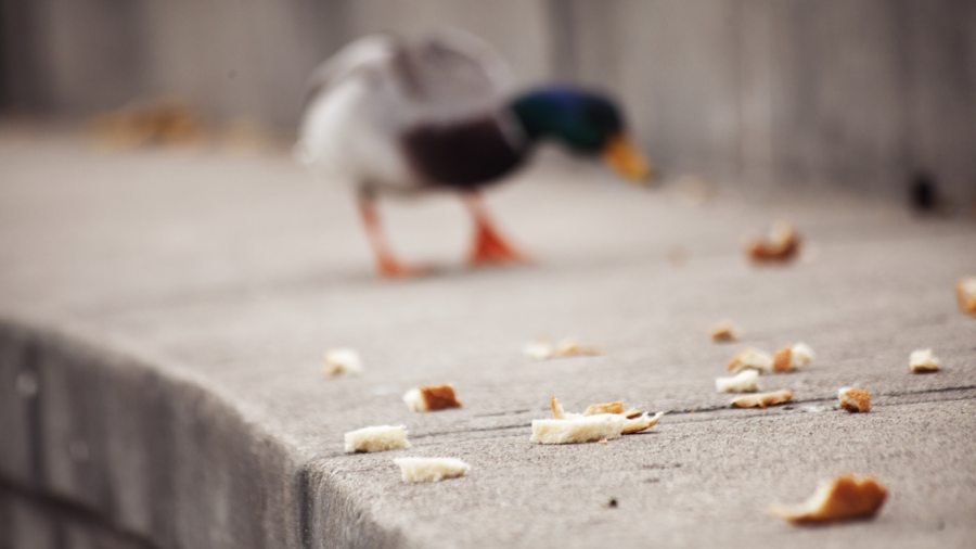 Duck_looks_for_crumbs-900x506.png