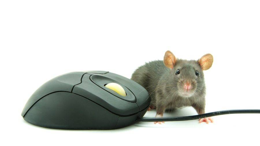 photodune-2835222-computer-mouse-m-900x506.jpg